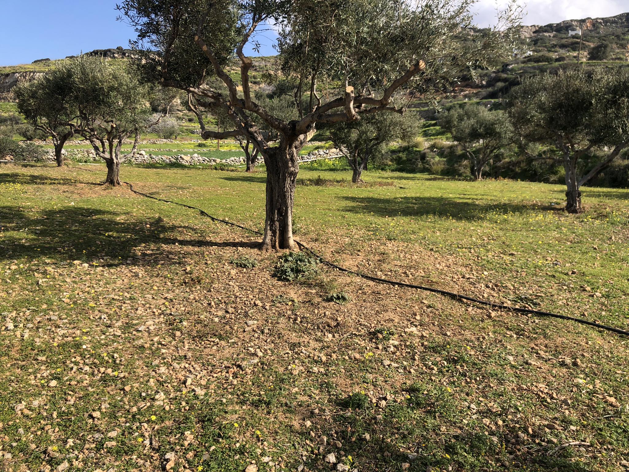 olive trees