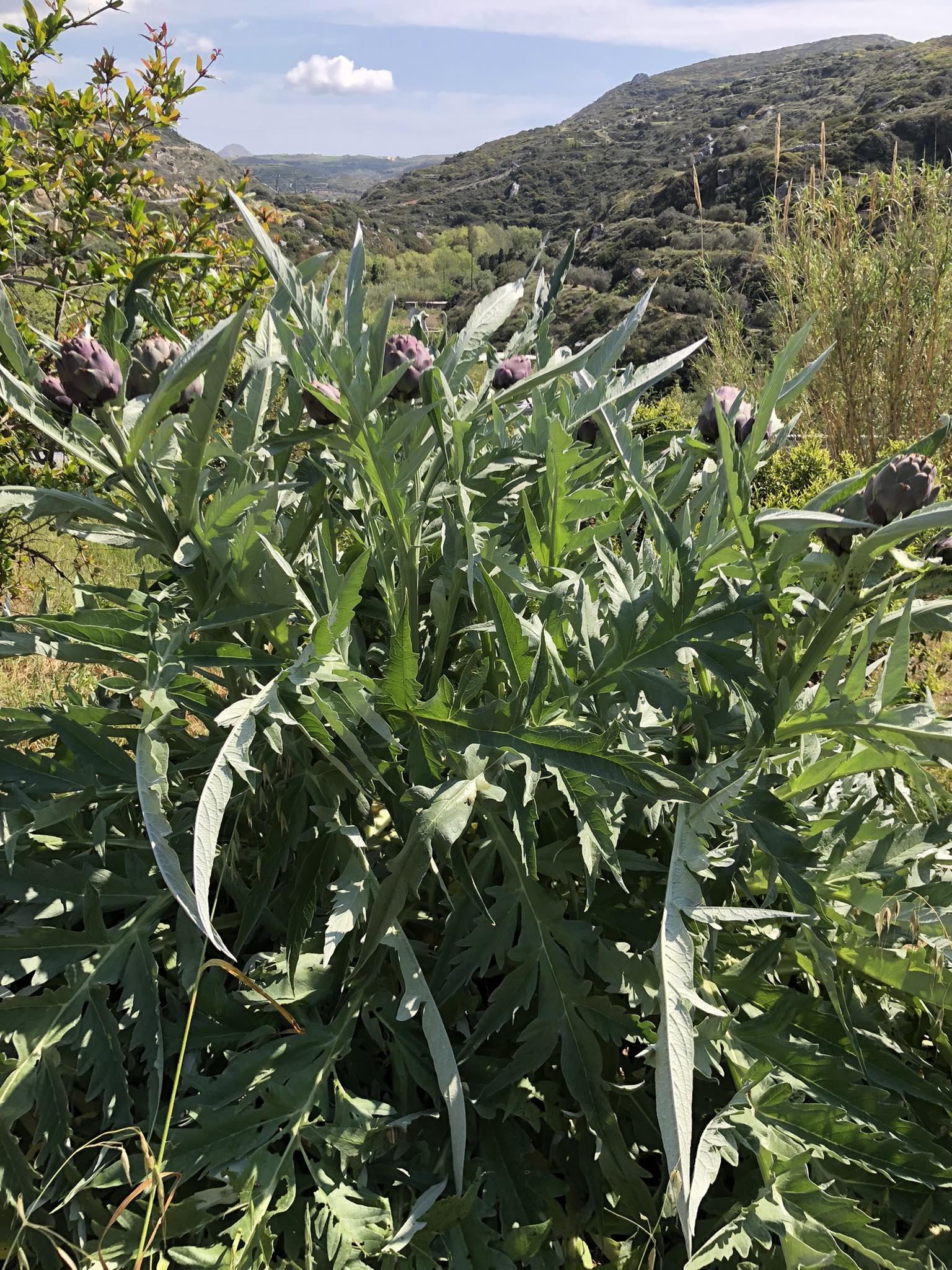 artichoke